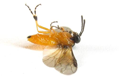 Athalia liberta