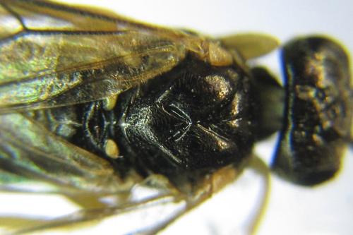 Réf. 339 771 : Aneugmenus fuerstenbergensis