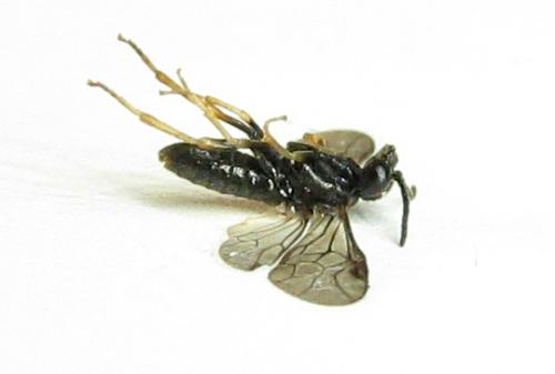 Blennocampa phyllocolpa