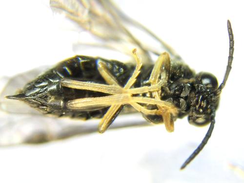 Blennocampa phyllocolpa