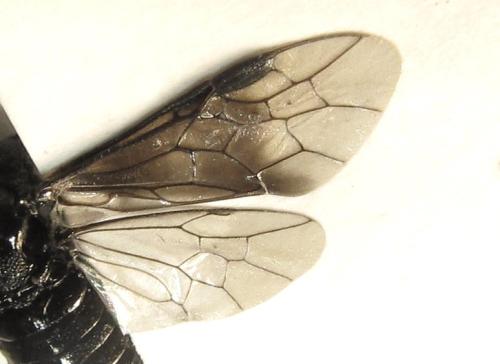 Réf. 339 075 : Eriocampa dorpatica