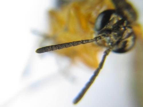 Athalia liberta
