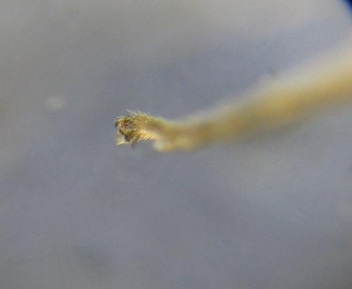 Blennocampa phyllocolpa
