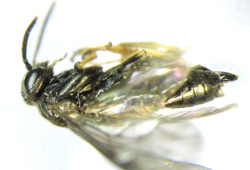 Réf. 339 059 : Blennocampa phyllocolpa