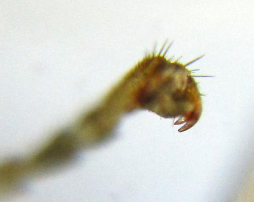 Réf. 339 076 : Eriocampa dorpatica
