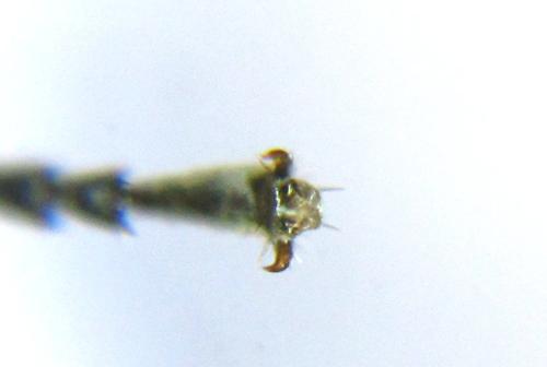 Athalia liberta