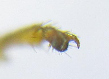 Réf. 339 773 : Aneugmenus fuerstenbergensis