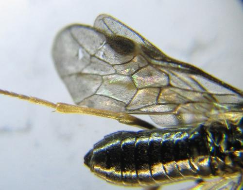 Blennocampa phyllocolpa