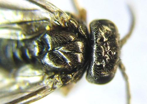 Blennocampa phyllocolpa