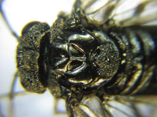 Réf. 339 077 : Eriocampa dorpatica