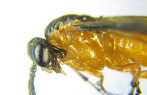 Athalia liberta