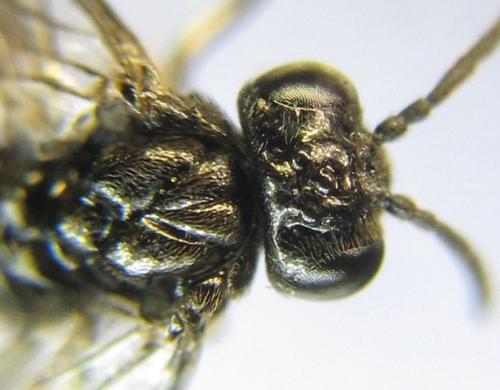 Blennocampa phyllocolpa