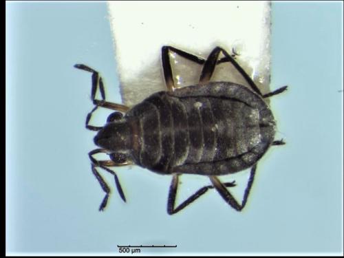 Réf. 339 286 : Microvelia pulchella