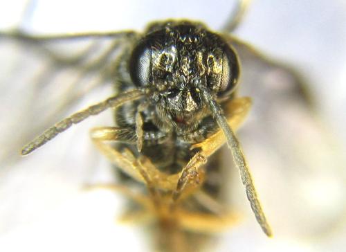 Blennocampa phyllocolpa
