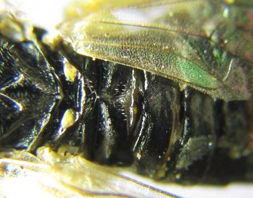 Réf. 339 775 : Aneugmenus fuerstenbergensis