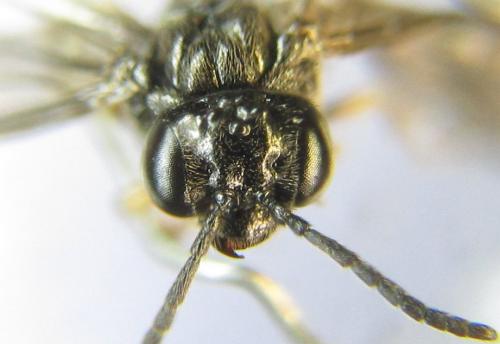 Réf. 339 040 : Blennocampa phyllocolpa