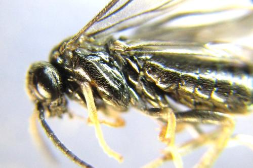 Réf. 339 062 : Blennocampa phyllocolpa