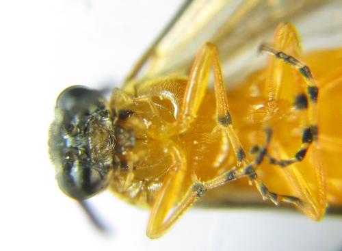 Athalia liberta