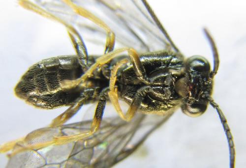 Blennocampa phyllocolpa