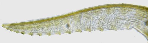 Blennocampa phyllocolpa