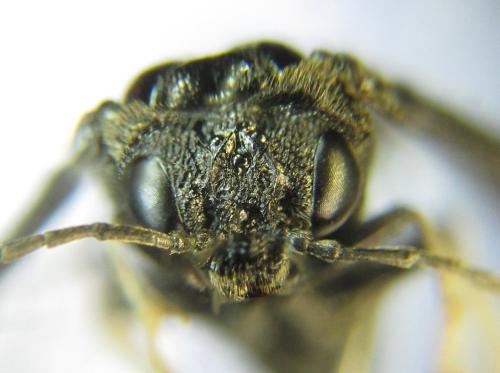 Réf. 339 080 : Eriocampa dorpatica