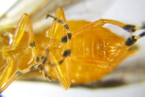 Athalia liberta