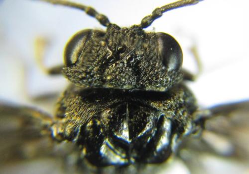 Réf. 339 081 : Eriocampa dorpatica