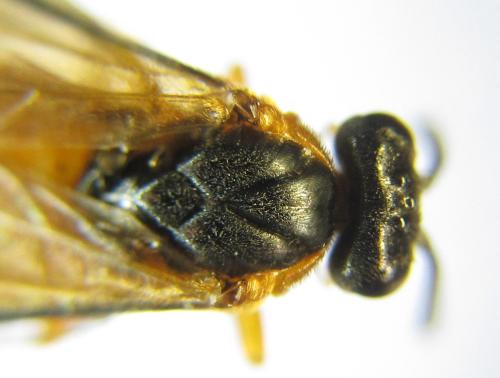Athalia liberta