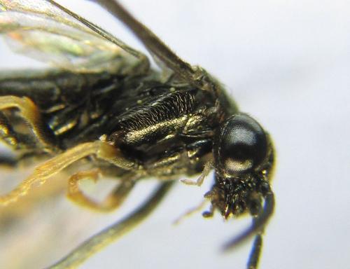 Blennocampa phyllocolpa
