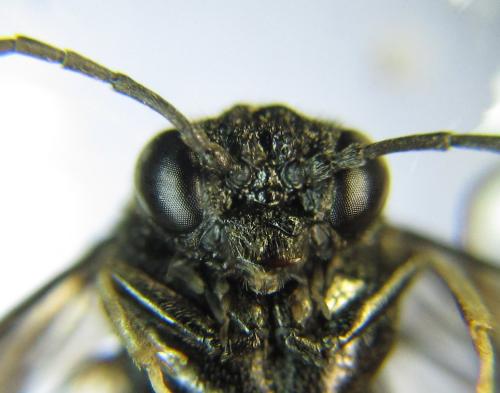 Réf. 339 082 : Eriocampa dorpatica