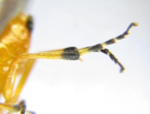 Athalia liberta