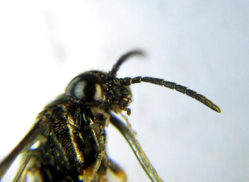 Blennocampa phyllocolpa