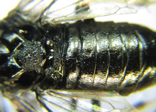 Réf. 339 083 : Eriocampa dorpatica