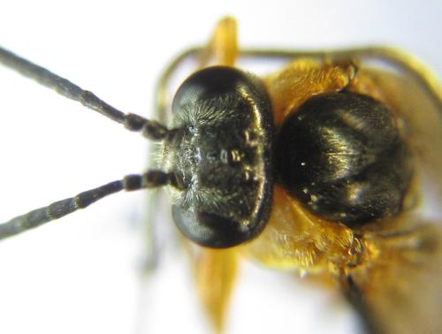 Athalia liberta
