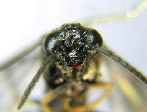 Blennocampa phyllocolpa