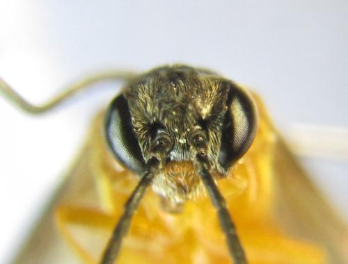 Athalia liberta