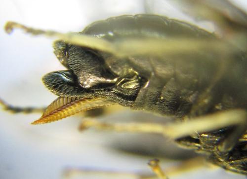 Réf. 339 084 : Eriocampa dorpatica
