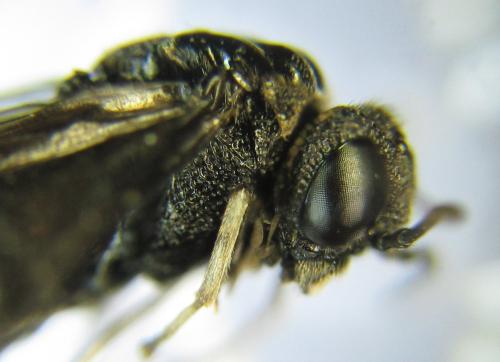 Réf. 339 085 : Eriocampa dorpatica