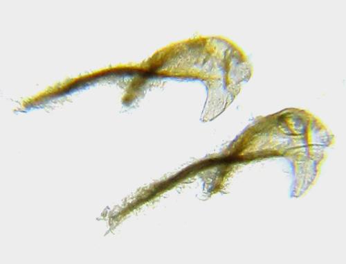 Blennocampa phyllocolpa