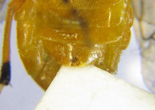 Athalia liberta