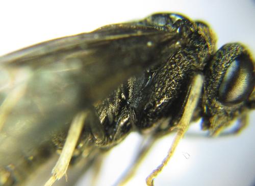 Réf. 339 086 : Eriocampa dorpatica