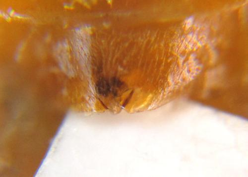 Athalia liberta