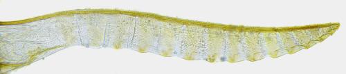 Athalia liberta