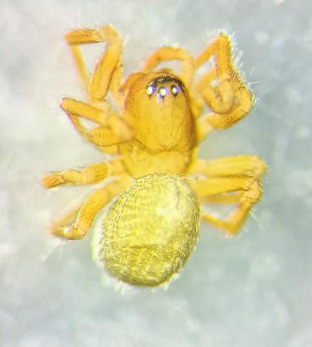 Gongylidiellum vivum