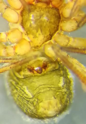 Gongylidiellum vivum