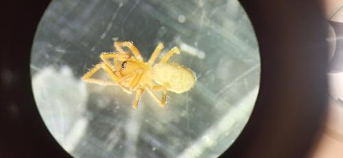 Erigone sp.