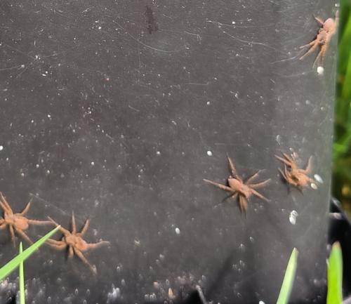 Pardosa sp.