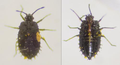 Dictyla nassata