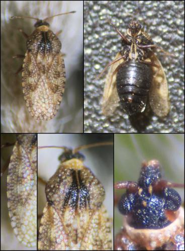 Dictyla nassata