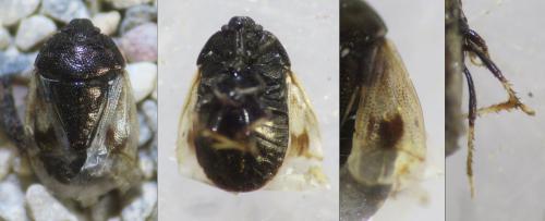 Réf. 339 263 : Crocistethus waltlianus